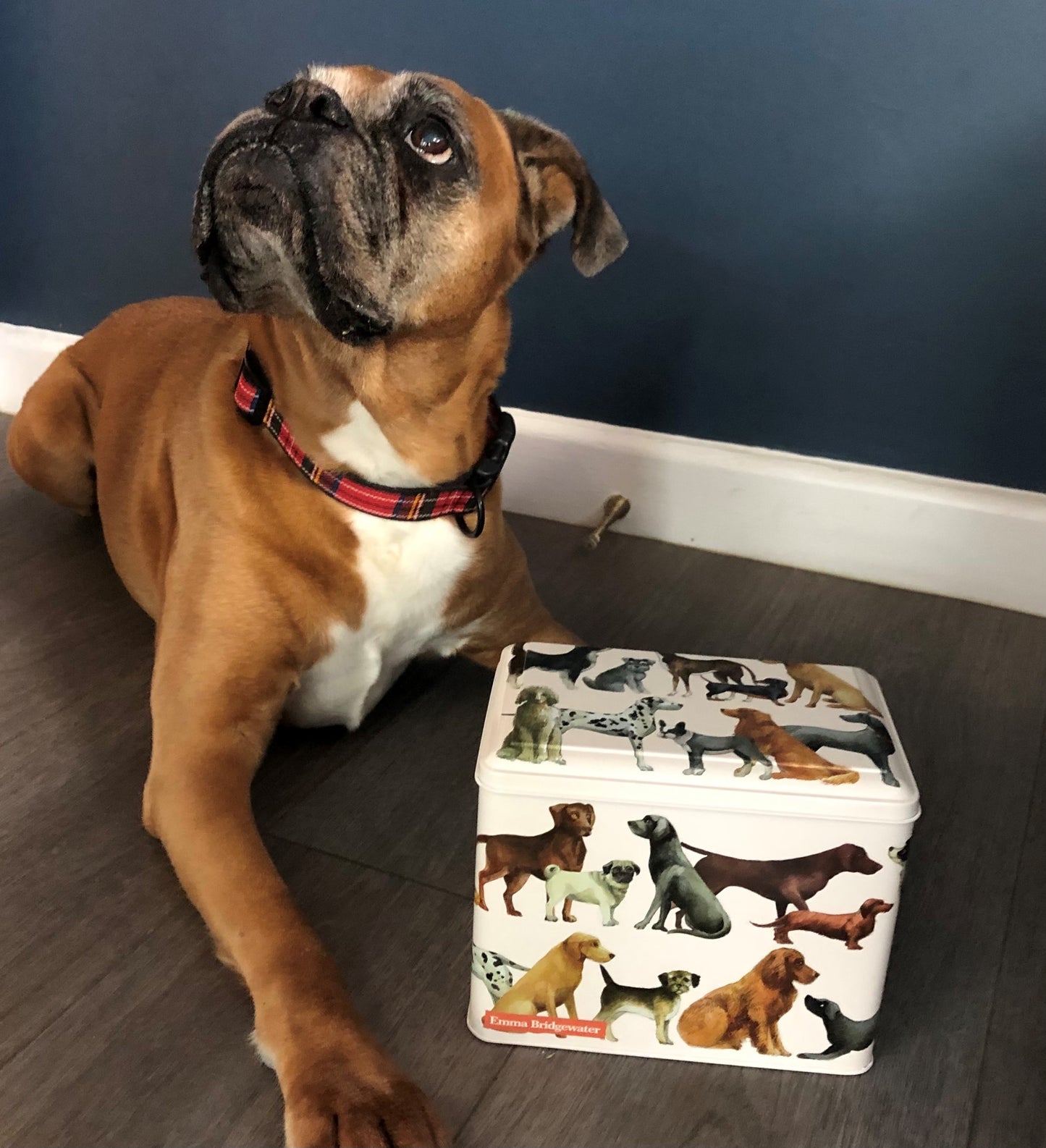 Emma Bridgewater Dogs design extra large caddy tin - Kitchentins